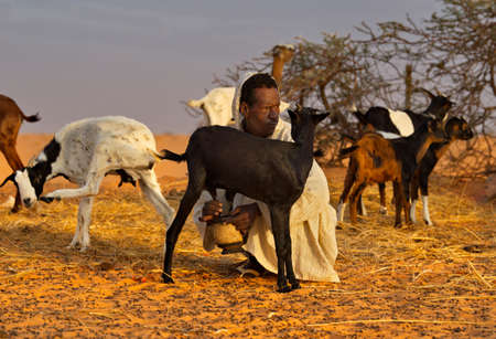 Shingetti. Mauritania. October 04, 2021. A nomad shepherd with a vessel in his hands milks the goats of his flock in the endless sands of the Sahara Desert.のeditorial素材