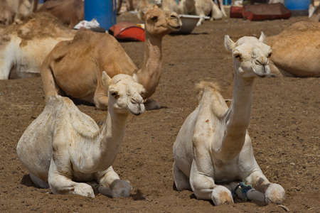 West Africa. Mauritania. One-humped camels at the metropolitan camel market, where a huge number of camels of different breeds and ages are sold and exchanged daily.の写真素材