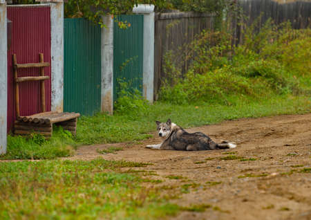 Russia. Chita region. A mongrel dog serenely watches the villagers on the street of the village of Krasny Priisk.の写真素材