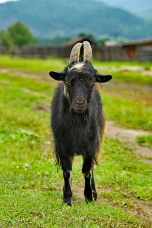 Russia. Chita region. An old black goat menacingly blocked the road in the village of Krasny Priisk.の写真素材