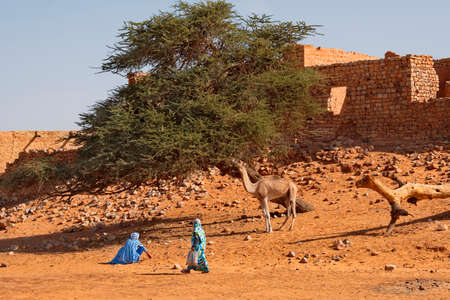 West Africa. Mauritania. A local resident is waiting for a camel to eat the prickly leaves of a tree that has survived in the sands of the Sahara Desert.の写真素材