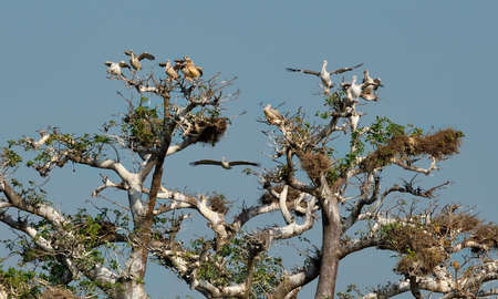 West Africa. Senegal. A huge century-old baobab, on which pelicans and white-breasted cormorants nest.の写真素材