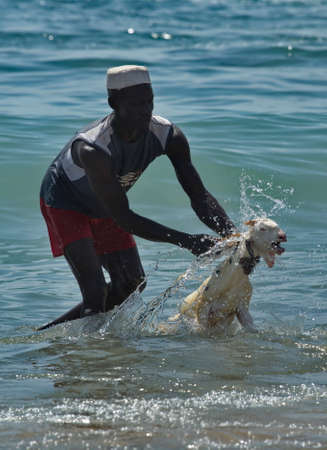 Dakar. Senegal. October 12, 2021. A dark-skinned resident of a fishing village bathes his sheep in seawater on the African coast of the Atlantic Ocean.のeditorial素材