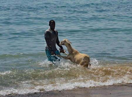 Dakar. Senegal. October 12, 2021. A dark-skinned resident of a fishing village bathes his sheep in seawater on the African coast of the Atlantic Ocean.のeditorial素材