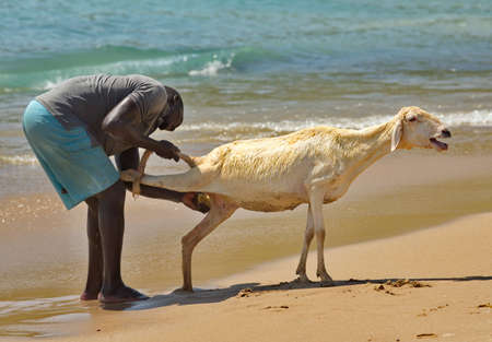 Dakar. Senegal. October 12, 2021. A dark-skinned resident of a fishing village bathes his sheep in seawater on the African coast of the Atlantic Ocean.のeditorial素材