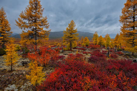 Russia. Far East, Magadan region. Yellow taiga on the coast of a tributary of the Kolyma River at the very beginning of cold autumn.の写真素材