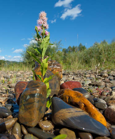 Russia.Chita region. Picturesque multicolored minerals along the rocky shores of the Menza River, which carries its waters to Lake Baikal through the Chikoy and Selenga rivers.の写真素材