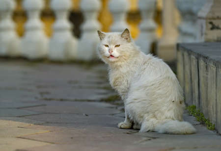 Russia. Republic of Dagestan. A snow-white cat poses in the morning sun on the city embankment of Makhachkala.の写真素材