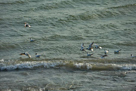 Russia. East Caucasus, Republic of Dagestan. A flock of sea gulls feed on the coastal waters of the...