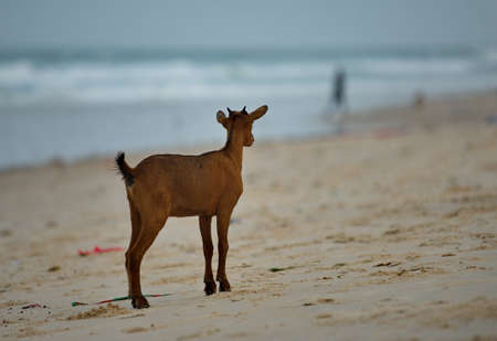 West Africa. Senegal. A young goat walks on the sandy shore of the Atlantic Ocean in the city of...