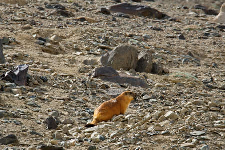 Tajikistan. A long-tailed or red marmot in the stone mountain steps of the Eastern Pamirs, a relative of tarbagan (Mongolian marmot).の写真素材