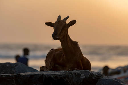 West Africa. Senegal. A goat in the background light of the sunset sky is resting on the rocks on the Atlantic Ocean on the embankment of the city of Saint-Louis.の写真素材