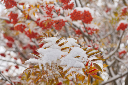 Russia. South of Western Siberia, the Altai Mountains. Covered with the first autumn snow, a rowan tree with ripe red berries.の写真素材