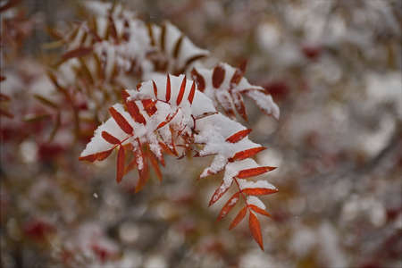 Russia. South of Western Siberia, the Altai Mountains. Covered with the first autumn snow, a rowan tree with ripe red berries.の写真素材
