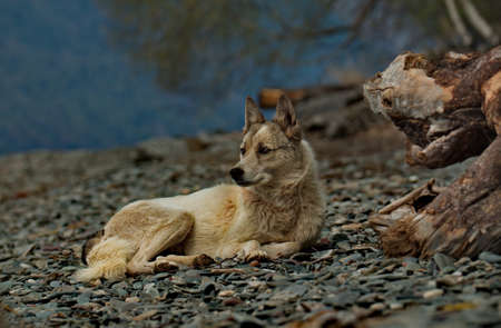 Russia. The South of Western Siberia, the Altai Mountains. A lone dog of an unknown breed is resting...