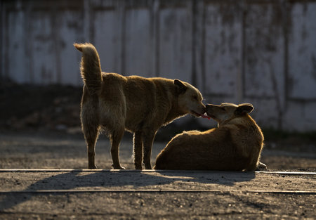 Russia, South of Western Siberia. A dogs of an unknown breed is resting carelessly in the rays of...