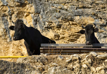 Russia. Republic of Dagestan. Cows of black color rest at a wooden bench on a mountain road in the...