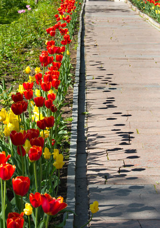 Russia. Sergiev Posad. Shadows from blooming tulips on one of the many alleys of the Trinity Sergius Lavra.の写真素材
