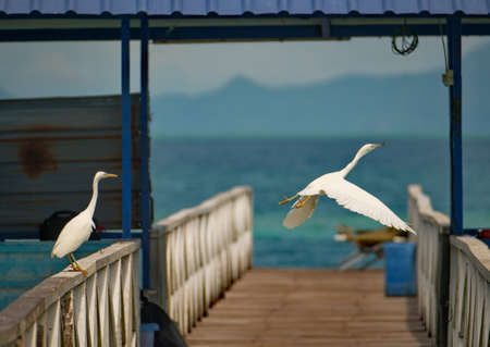 Malaysia. The east coast of Borneo. A white heron on the deserted pier of the diving center on the...