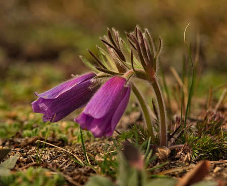 Russia. South Of Western Siberia. Lumbago disclosed (Sleep-grass) - the first spring flowers on the...