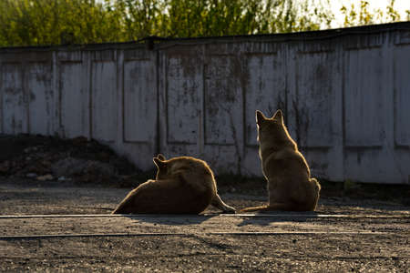 Russia, South of Western Siberia. A dogs of an unknown breed is resting carelessly in the rays of...