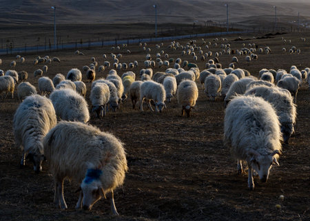 Russia. North-Eastern Caucasus. Dagestan. A flock of sheep graze peacefully on the slopes of the Caucasus mountains against the background of the last rays of the evening sun.の写真素材
