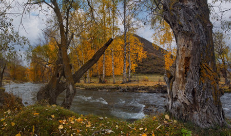 Russia. The South of Western Siberia, the Altai Mountains. Yellow birches in late autumn on the banks of the Big Ilgumen River near the village of Kupchegen.の写真素材