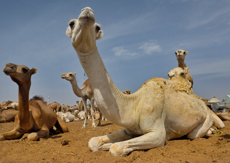 West Africa. Mauritania. One-humped camels at the metropolitan camel market, where a huge number of camels of different breeds and ages are sold and exchanged daily.の写真素材