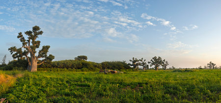 West Africa. Senegal. A picturesque panorama with lonely huge baobabs on a peanut field in the rays of the setting sun.の写真素材
