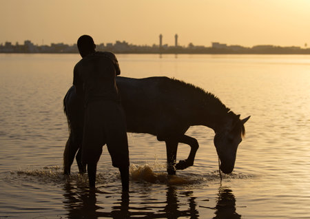 Saint-Louis. Senegal. October 11, 2021. A young resident of an African fishing village on the outskirts of the city bathes his horse in the Senegal River at dawn on a hot day.の写真素材