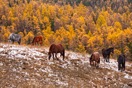 Russia. The South of Western Siberia, the Altai Mountains. A small herd of horses graze peacefully on the first autumn snow surrounded by yellow larches near the Katu-Yaryk pass.の写真素材