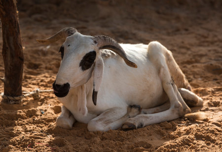 West Africa. Senegal. A Nubian goat is resting on the sand in the fishermen's village. The Nubian breed was bred in Africa in the 19th century and is distinguished by large hangingの写真素材