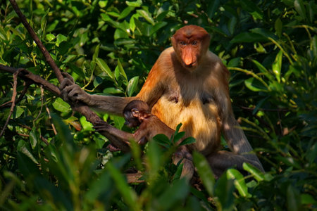 Malaysia. The long-nosed monkey or kahau - a species of primates from the subfamily of thin-bodied monkeys in the family of monkeys. Distributed exclusively on the island of Borneoの写真素材