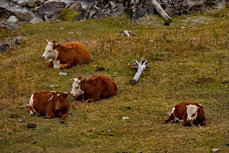 Russia. The South of Western Siberia, the Altai Mountains. A small herd of cows are serenely resting on the banks of the Chuya River along the Chuya tract.の写真素材