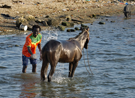 Joel. Senegal. October 15, 2021. A young African is bathing his horse in seawater in the last rays of the sun of the passing day.のeditorial素材