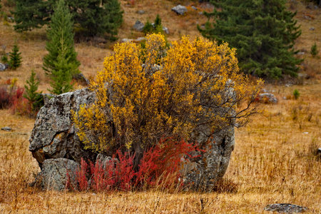 Russia. The South of Western Siberia, the Altai Mountains. The beginning of autumn on picturesque rocky placers in the Kurai steppe along the Chui tract.の写真素材