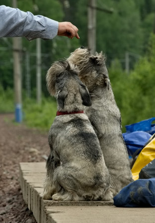 Russia. The Mittelschnauzer is a guard dog breed, the average of the Schnauzer breed, the distinguishing feature of which is extremely high suspicion and distrust of outsiders.の写真素材