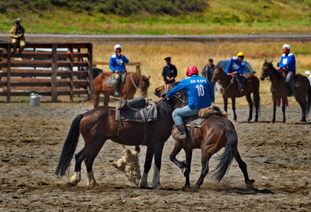 The bill of sale. Russia. May 14, 2021. Altai national game Kok-Boru. The struggle of players on horseback for the carcass of a goat (ulak) weighing 35 kg.のeditorial素材