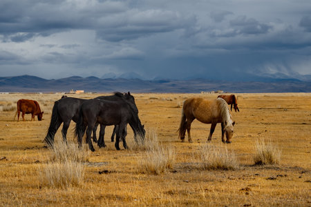 Russia. South of Western Siberia, Mountain Altai. A small herd of horses grazing peacefully in the...