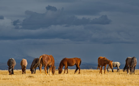 Russia. South of Western Siberia, Mountain Altai. A small herd of horses grazing peacefully in the...