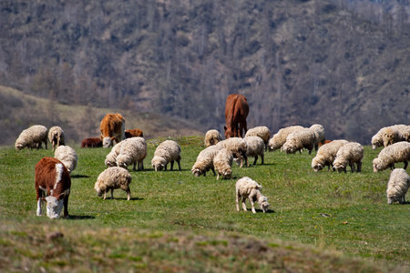 Russia. The South of Western Siberia, the Altai Mountains. A view of spring pastures against the background of inaccessible mountains, where sheep and horses graze serenely.の写真素材