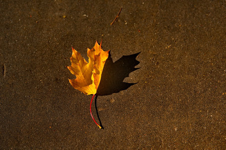 Moscow. Russia. A lone maple leaf in autumn bright colors on the pedestrian path of the Pokrovskoye-Streshnevo city Park.の写真素材