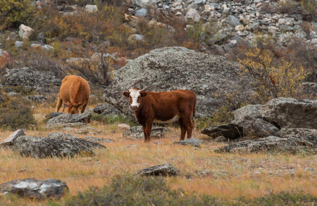 Russia. Gorny Altai. A small herd of cows graze peacefully on an autumn pasture in the rocky valley of the Chulyshman River.の写真素材