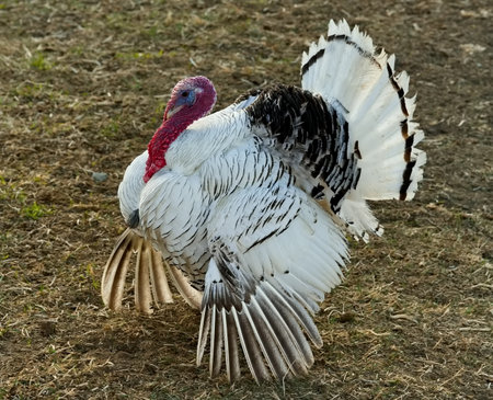 The North-Eastern Caucasus. Russia. A domestic turkey is walking around the village yard showing a little dissatisfaction.の写真素材