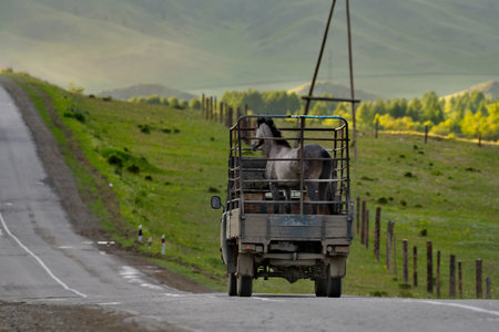 Russia. The South of Western Siberia, the Altai Mountains. A thoroughbred stallion is transported on a specially designed truck along a mountain road near the village of Ust-Kan.の写真素材