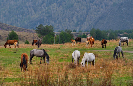 Russia. South of Western Siberia, the Altai Mountains. A small herd of horses graze peacefully in a spring pasture against the background of overgrown mountains.の写真素材
