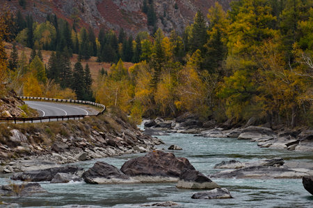 Russia. The South of Western Siberia, the Altai Mountains. Picturesque banks of the Chuya River near the village of Aktash, painted in yellow tones in late autumn.の写真素材