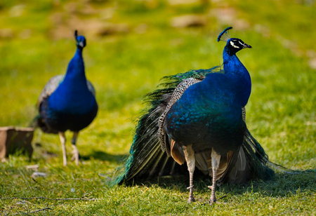 Russia. Dagestan. Portrait of a male peacock, with a gorgeous unfurled tail in a mini-zoo near the...