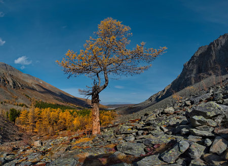 Russia. The South of Western Siberia, the Altai Mountains. Contrasts of yellow larches against the glowy rocky mountains of Aktru, covered with eternal glaciers.の写真素材
