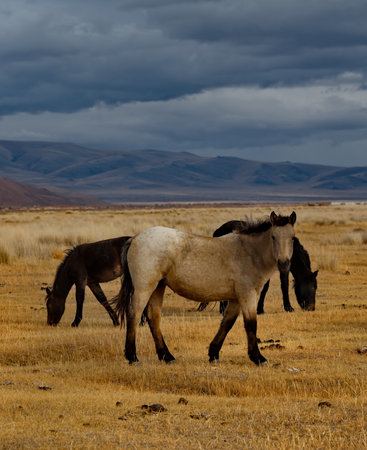 Russia. South of Western Siberia, Mountain Altai. A small herd of horses grazing peacefully in the steppe against the background of a cloudy dark sky at sunset.の写真素材